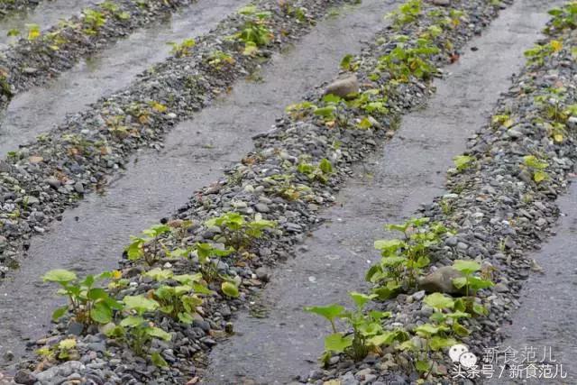 我敢说你在寿司店吃的那缸wasabi是冒牌货