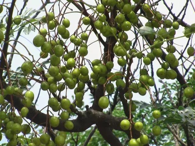 记得小时候，秋天的苦楝树