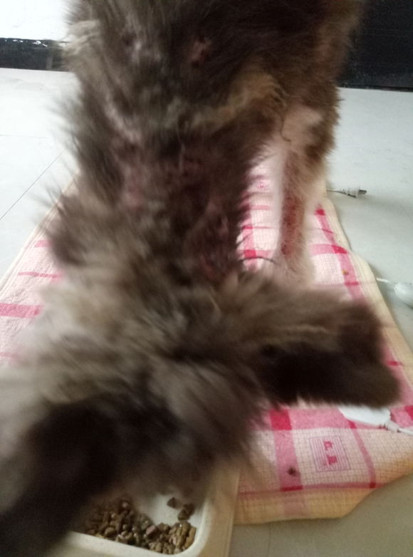 收养了一只皮肤病很严重的阿拉