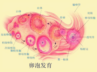 黄体支持：吹响“试管婴儿”的成功号角