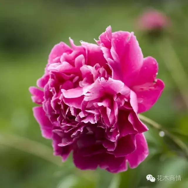 你是苗木“老司机”？这些名字好听又漂亮的花木你认识几种？