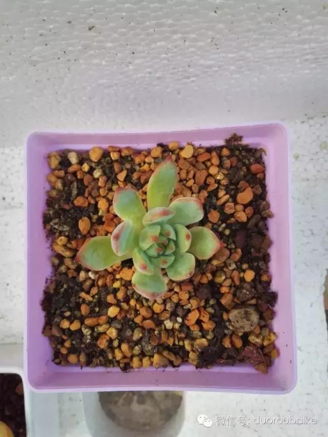 多肉在不经意间治愈你,多肉独立而坚强