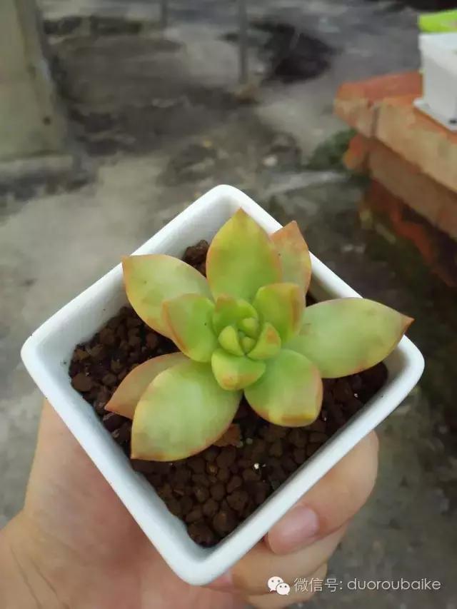 多肉在不经意间治愈你,多肉独立而坚强