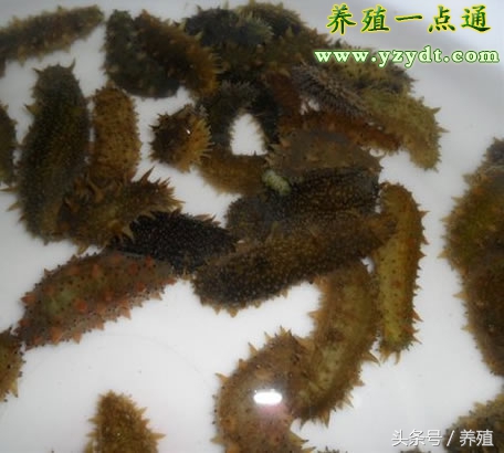 大海网箱养殖海参如何越冬,海参育苗保苗怎样保持水质