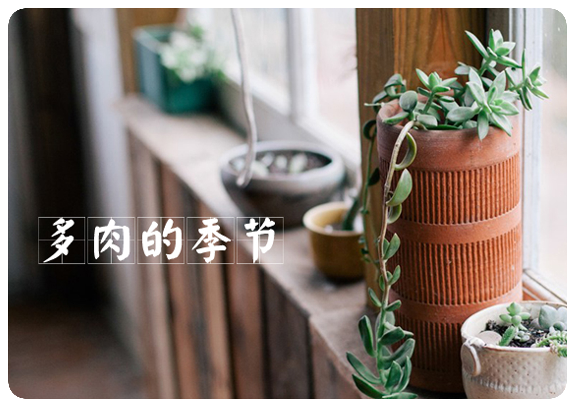 韩国初恋多肉怎样养,如何在大棚里养多肉花卉