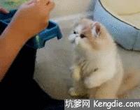 猫咪可以吃的和不可以吃的有什么,猫咪可以吃什么甜的