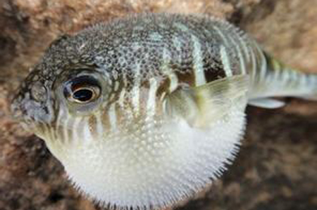 什么方剂治疗浮肿效果好,阳水肿用什么方剂