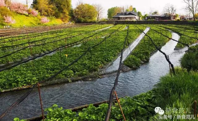 我敢说你在寿司店吃的那缸wasabi是冒牌货