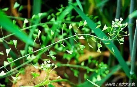 素食者膳食指南,素食者膳食指南完整版