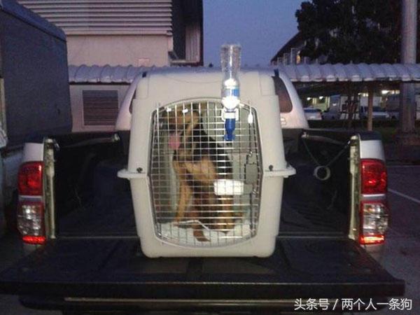 流浪狗被撞断后腿,流浪狗断了一条腿被宠物医生救下