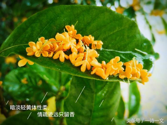 《唯有丹桂飘香八月馥郁芬芳》我，想你了荼蘼花事春已了