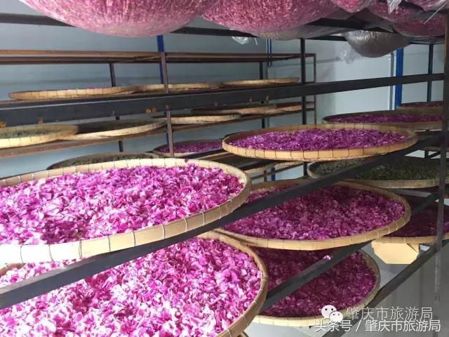 肇庆最新重磅消息,广东肇庆新消息