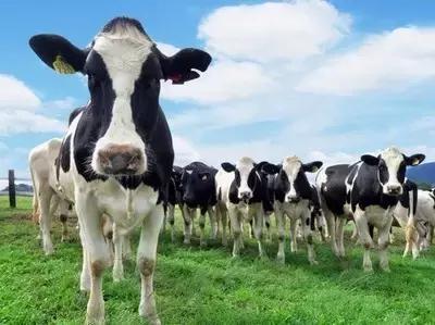 台湾初鹿牧场,台湾初鹿牧场在哪里