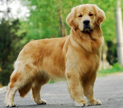 新手养金毛入门基础教程,一个月金毛训练教程幼犬