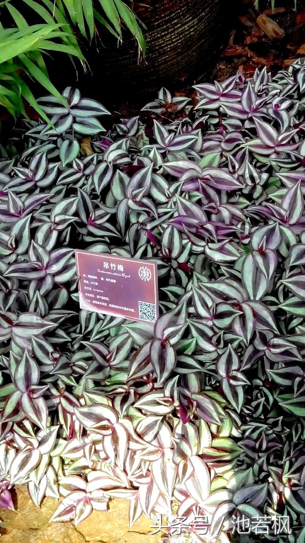 青岛，女汉子和小清新提前过端午