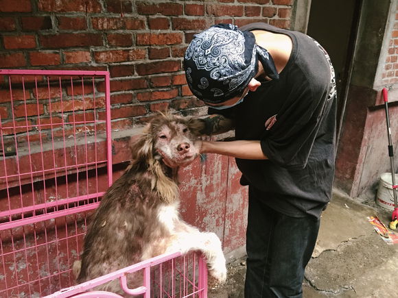 收养了一只皮肤病很严重的阿拉