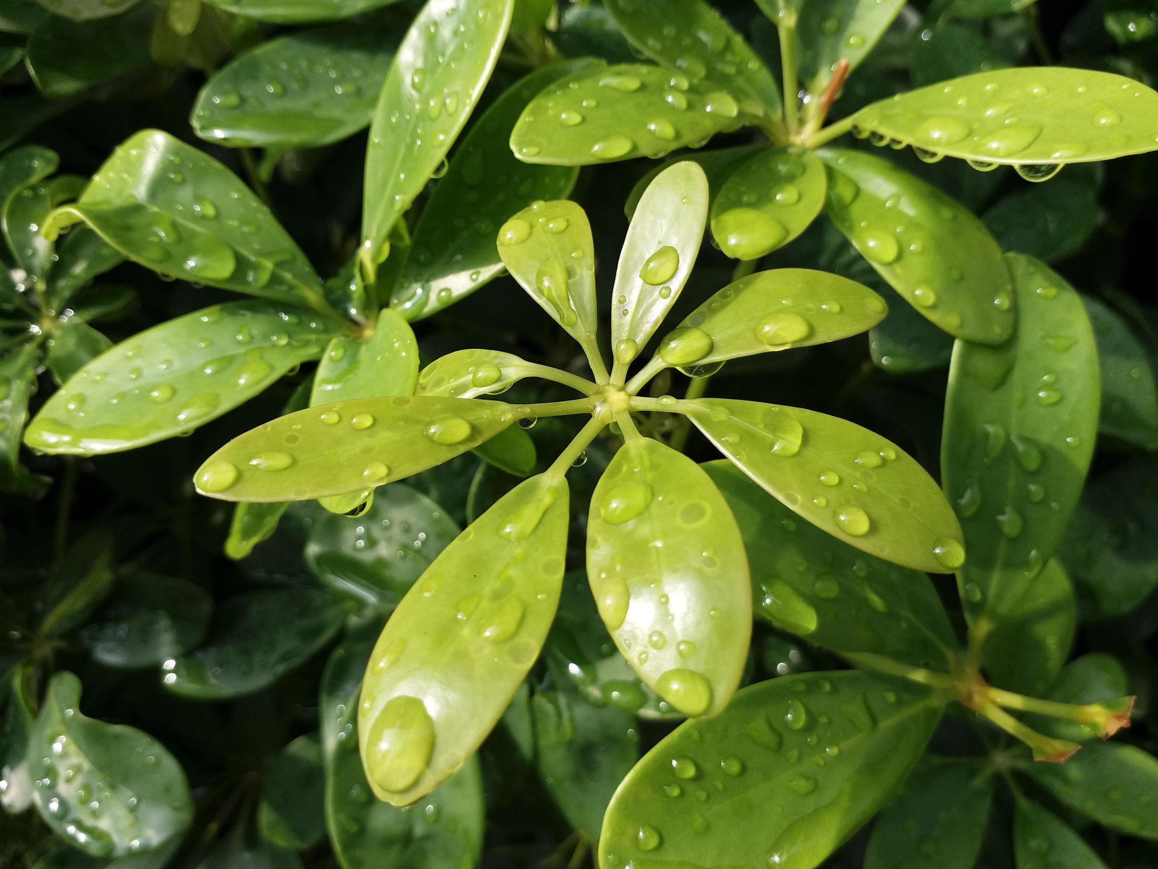 三星旗舰手机galaxys系列回顾,三星galaxys颜值