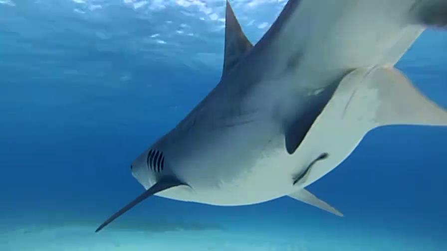 美女为了能在海中畅游，进行了恐怖的鲨鱼治疗法