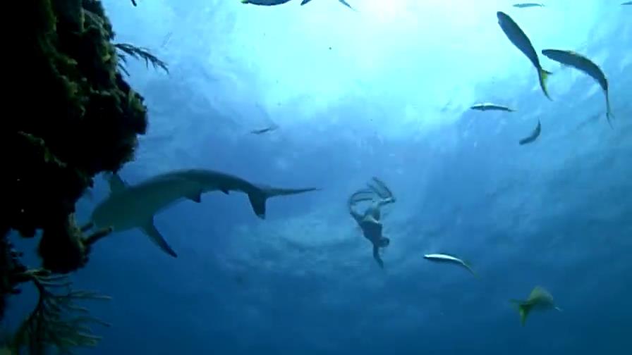 美女为了能在海中畅游，进行了恐怖的鲨鱼治疗法