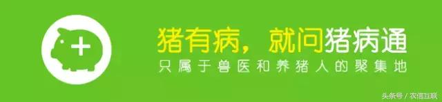 猪伪狂犬病的综合防控解决方案,猪伪狂犬疫苗的最佳免疫时间