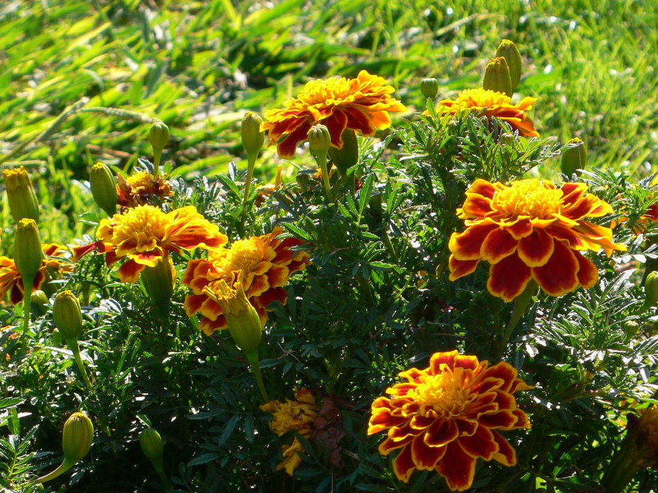 马德里不思议原版,马德里不可思议完整视频