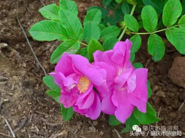 肇庆最新重磅消息,广东肇庆新消息