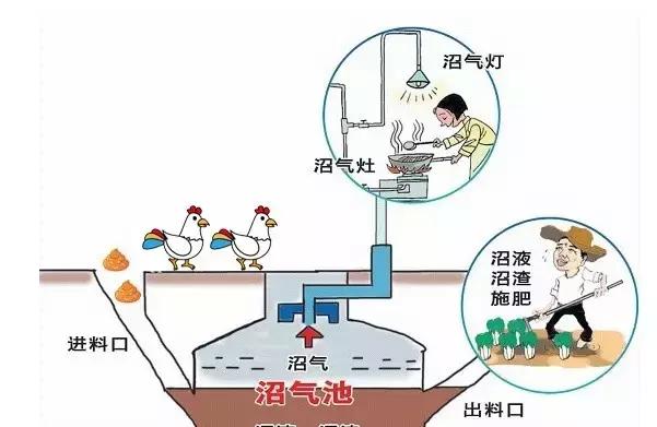 农村搭方便处理鸡粪的鸡舍,鸡场的鸡粪怎么处理才不臭