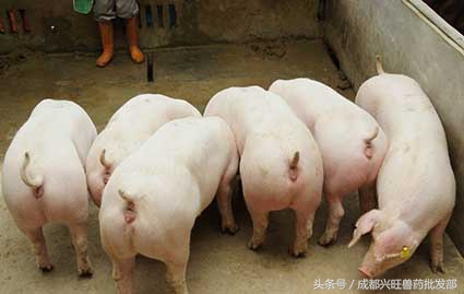 母猪保健有哪些关注要点