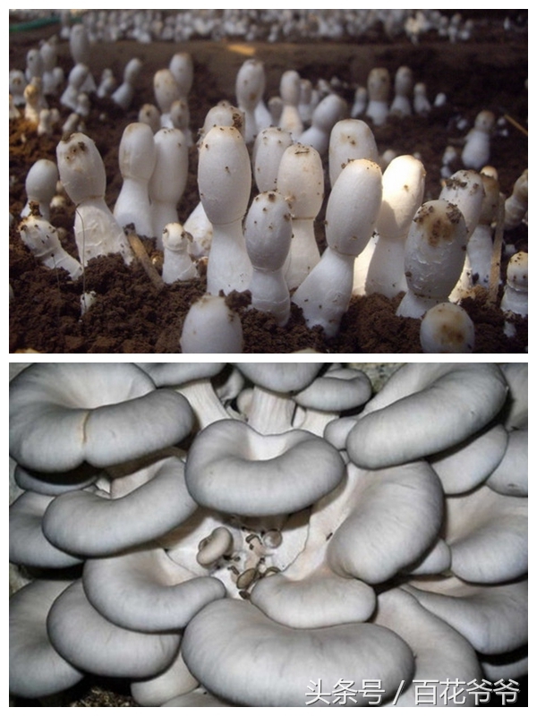 粉碎的玉米芯种植蘑菇方法和步骤,阳台种蘑菇的正确方法