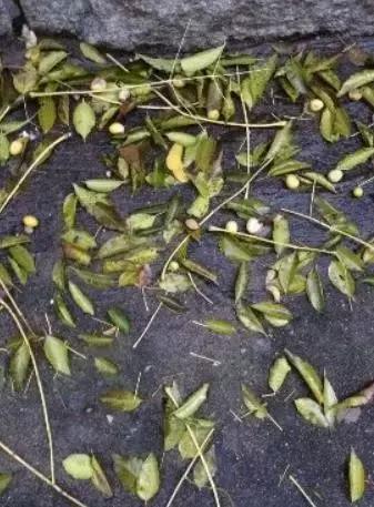 记得小时候，秋天的苦楝树