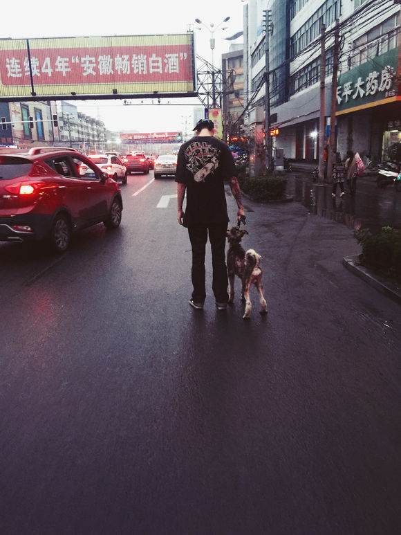 收养了一只皮肤病很严重的阿拉