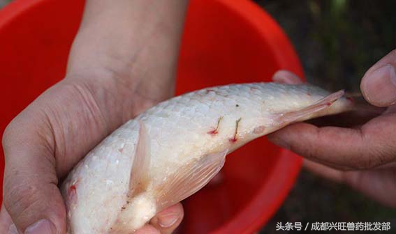 十月鱼塘里的锚头蚤，杀灭幼虫是关键