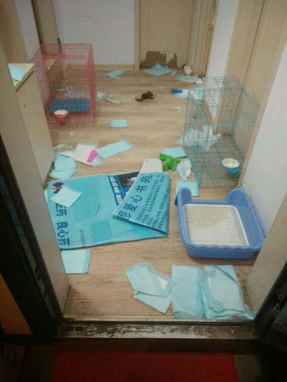 真没见过比熊这么撕家、不爱干净的，蓝瘦香菇想吃狗肉~