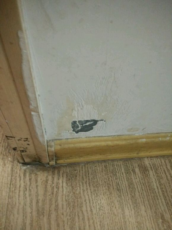 真没见过比熊这么撕家、不爱干净的，蓝瘦香菇想吃狗肉~