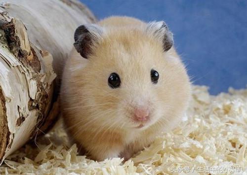 怎样分辨仓鼠的公母图片,怎样分辨仓鼠的公母是银狐品种