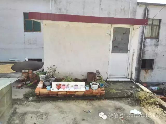 多肉在不经意间治愈你,多肉独立而坚强