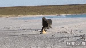 妹子这口气，吹得忒大