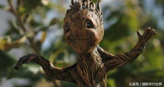 会行走的棕榈树走路视频,棕榈树一般能长到几米