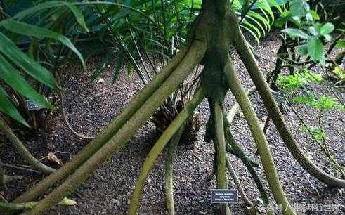 会行走的棕榈树走路视频,棕榈树一般能长到几米