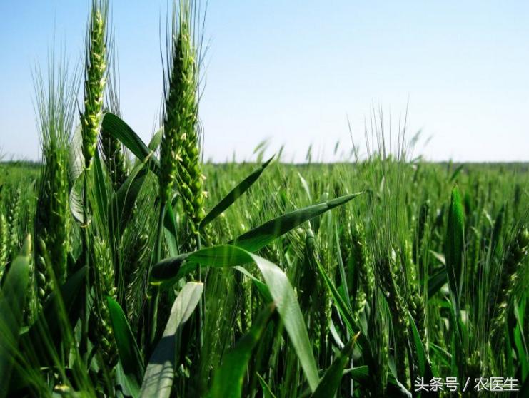 甲基二磺隆为什么总是出现药害,甲基二磺隆危害玉米吗