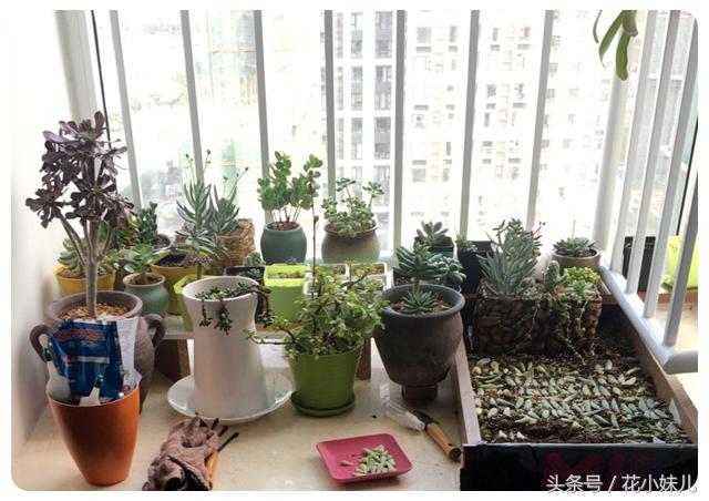 照射多肉的阳光可以用台灯代替吗,紫外线灯照射多肉植物