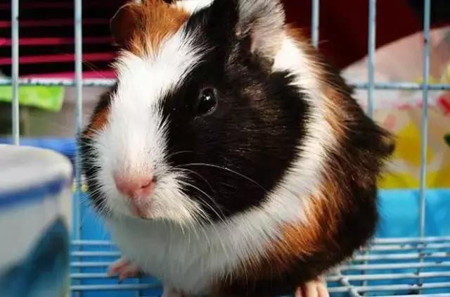 谁做的这本上海生活指南？老结棍了！走遍上海不用愁！