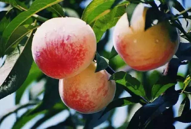 狗屎糕是什么,狗屎糕榴莲味