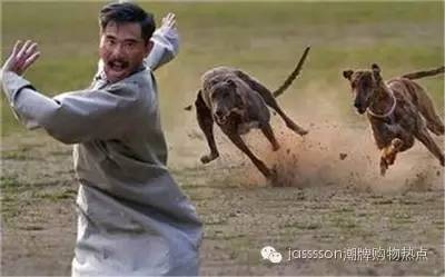 复合动物进化论,达尔文动物进化论观点