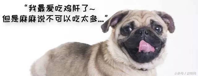 狗狗除了狗粮还可以吃的食物,狗狗除了喂狗粮还可以喂什么