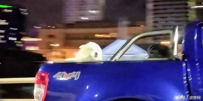 大风天要不要带娃出门,大风天带比熊出门