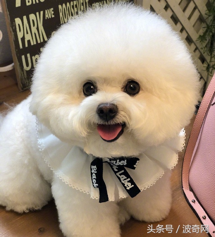 大风天要不要带娃出门,大风天带比熊出门