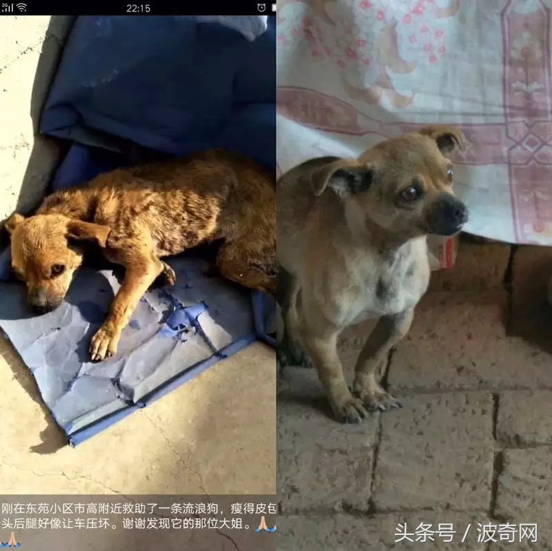 閲戞瘺绗煎瓙閲岀殑娉拌开,閲戞瘺鍜岀憻鐟熷彂鎶栫殑娉拌开