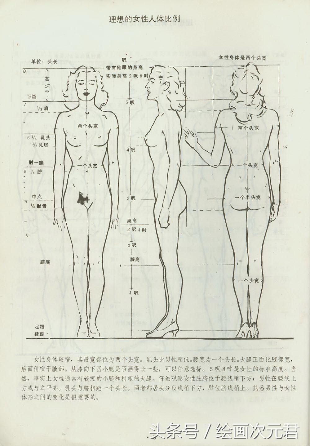 人体结构动态,动态素描·人体结构