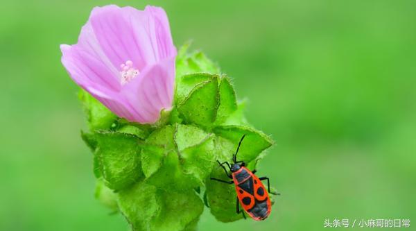 妊娠和肝脏生理变化,妊娠期子宫解剖及生理变化